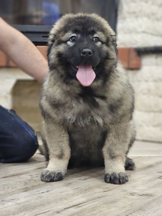 Femelă Ciobanesc Caucazian