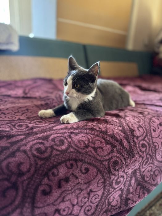 Кошка около 8 месяцев