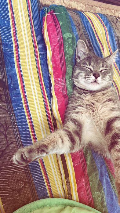 Котенок 6.7 месяц