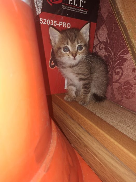 Отдам бесплатно 2 котят мальчики срочно!!!