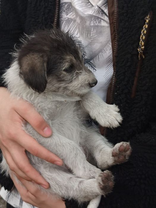 Щеночки ищут дом