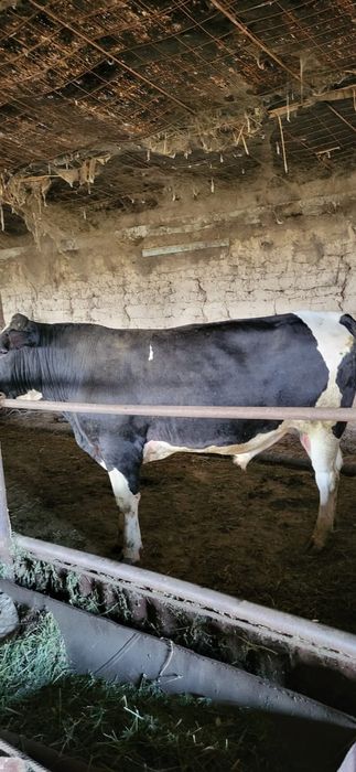 Продам Бычка на племя