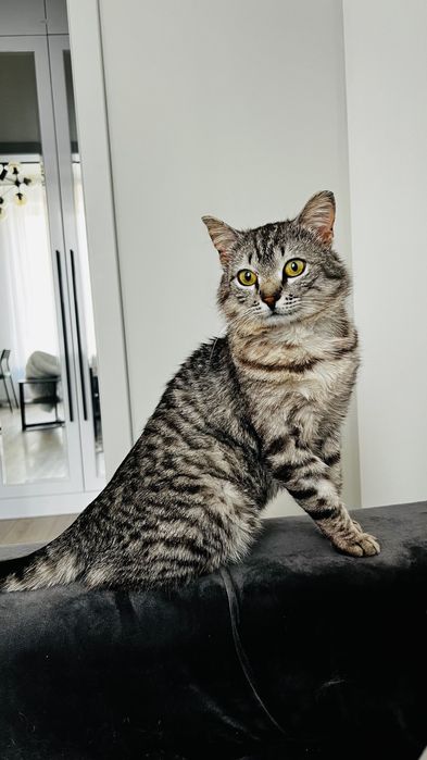 Крошечный котик мини-барс Рафаэль