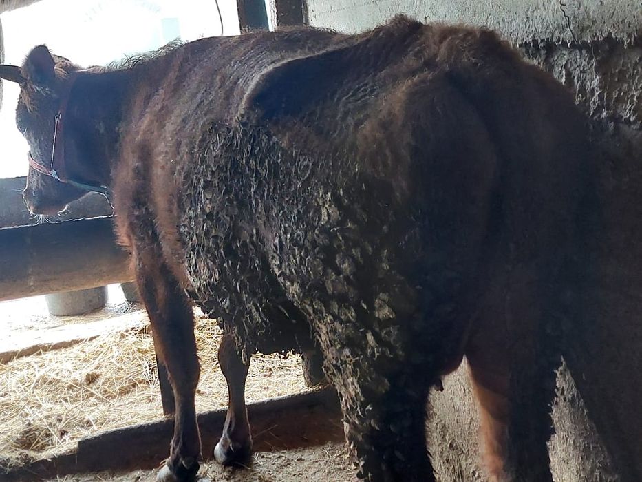 Құнажын сиыр бырынш тума