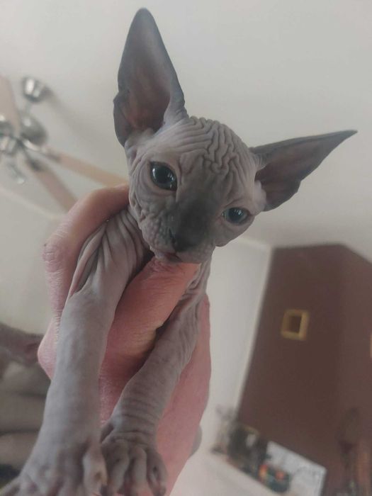 Канадски Сфинкс