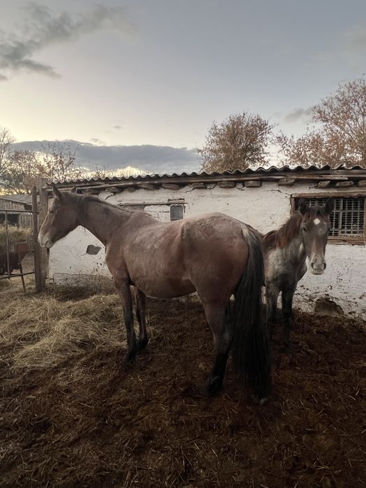 Продам молодую кобылу