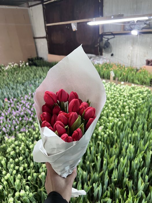Тюльпаны 8 марта 650тг шт