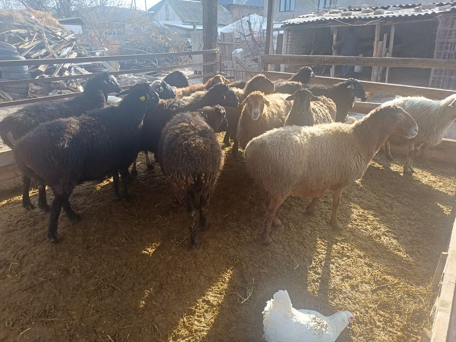 Семіз қысыр саулықтар сатылады.