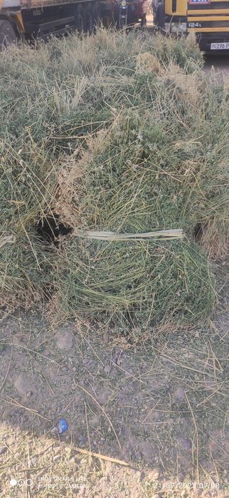 Беда бог камаши кулда урилган