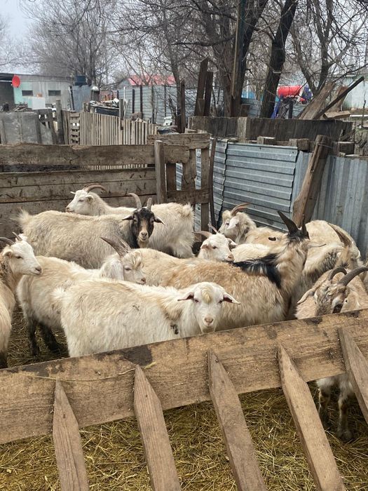 Продам коз целое семейство