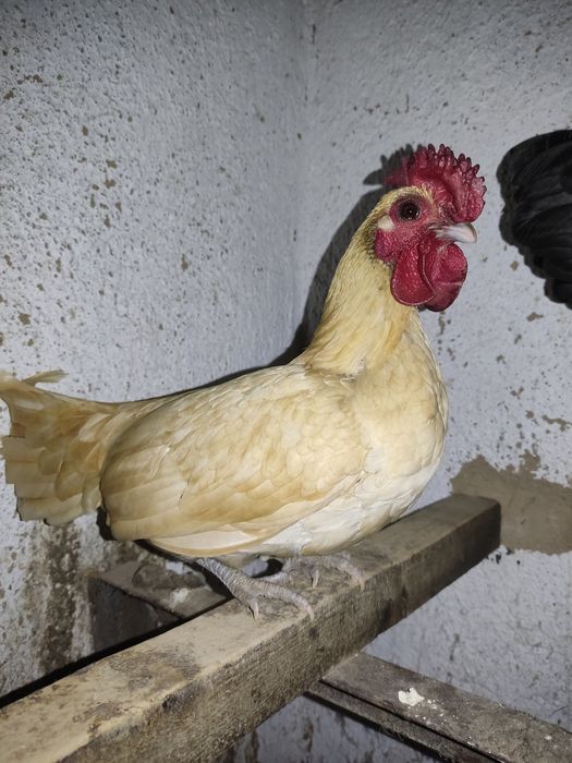 Сибрайт қораздар сатылады