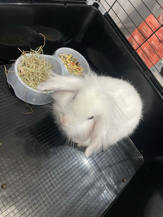 Кролик с клеткой