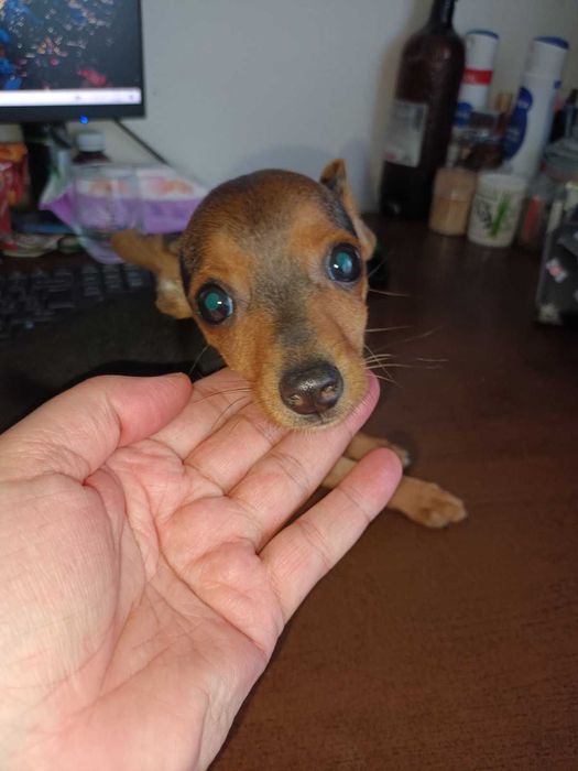 Мъжки мини пинчер