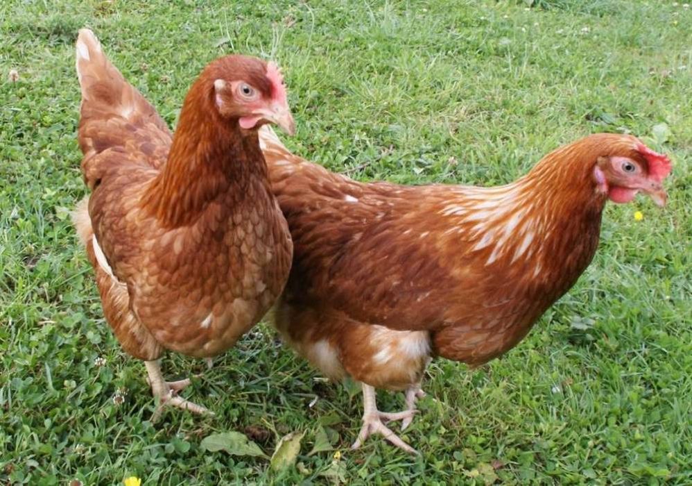 Тауықтар 9 шт, әтеш 1 шт