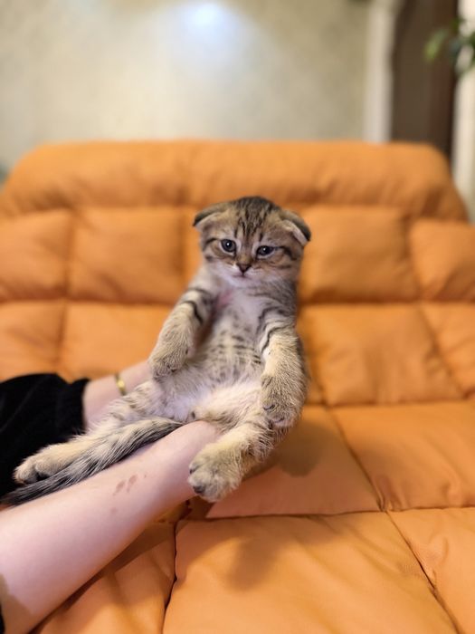 Toza zotli fold va strayt ayiqchalar sotuvga tayyor