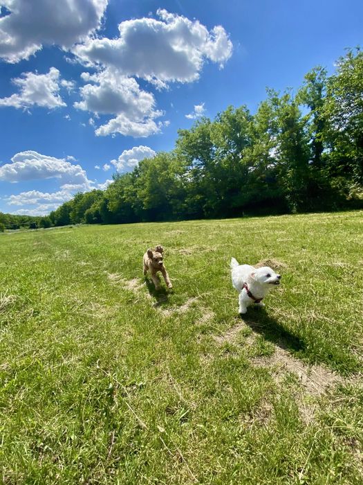 Plimb cățel | La domiciliu | Oradea