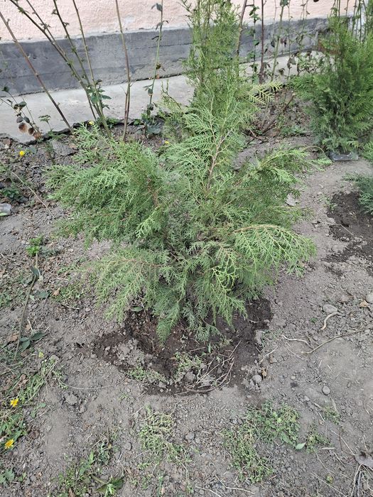 Продам туи туи .