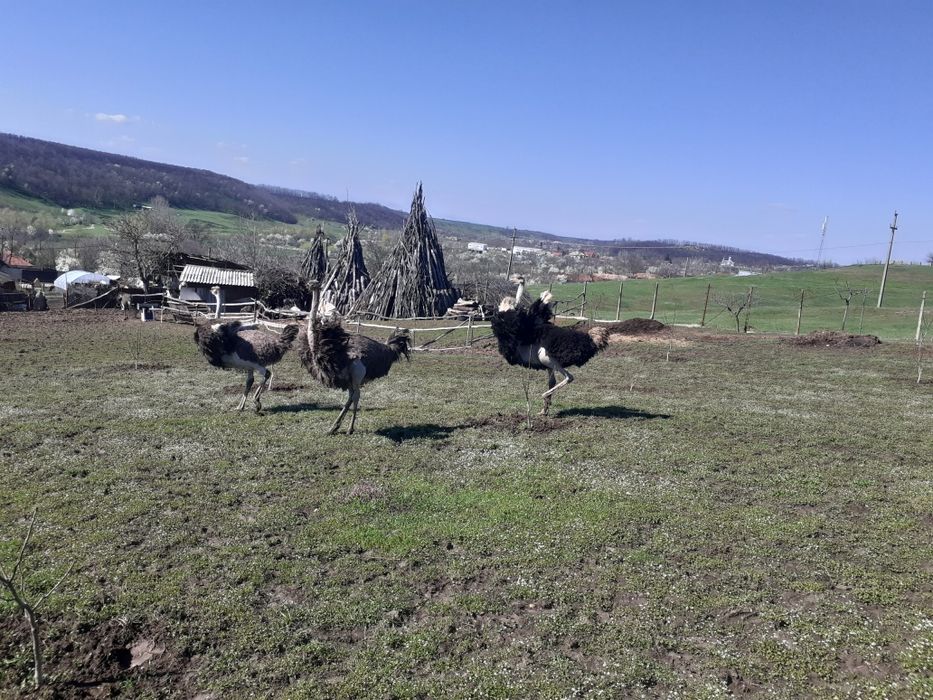 Struti emu  și african de vânzare