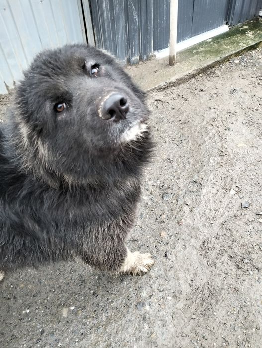 Vind cățelușă de rasă Ciobanesc de Bucovina corb