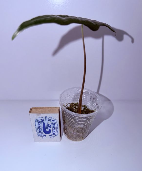 Алоказия, комнатные растения, комнатные цветы