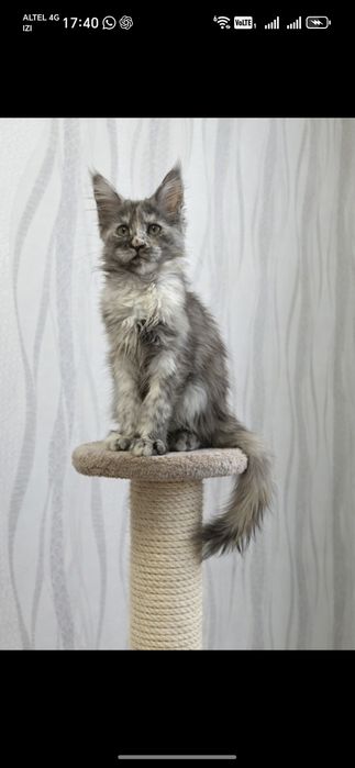 Продаются котята Мейн кун