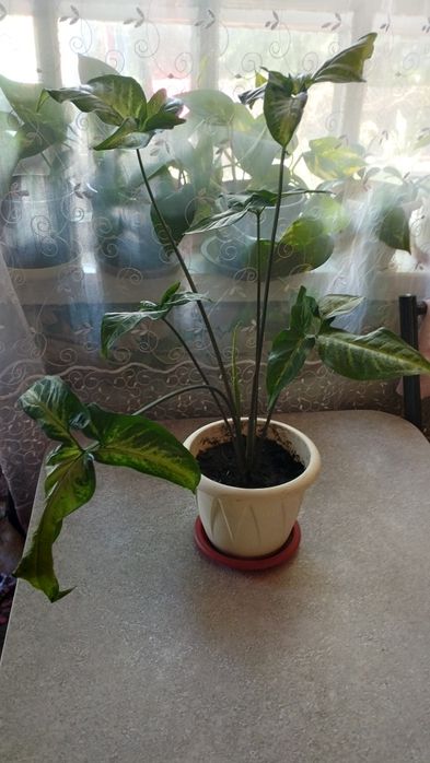 Сингониюм Вендланда очень редкий