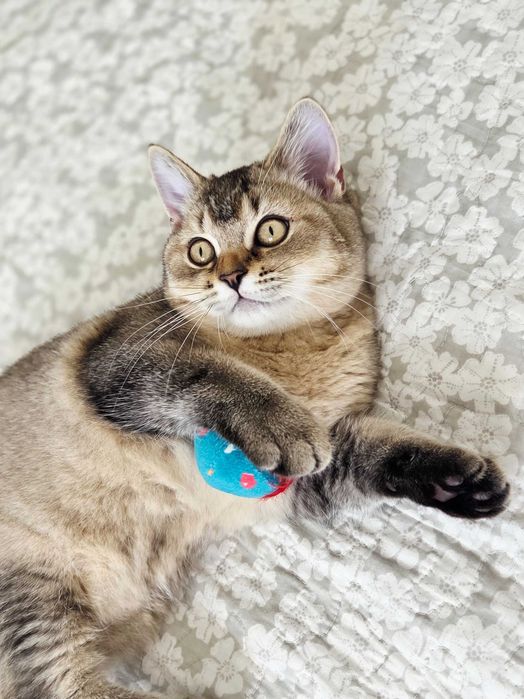 British shorthair cu pedigree motanel