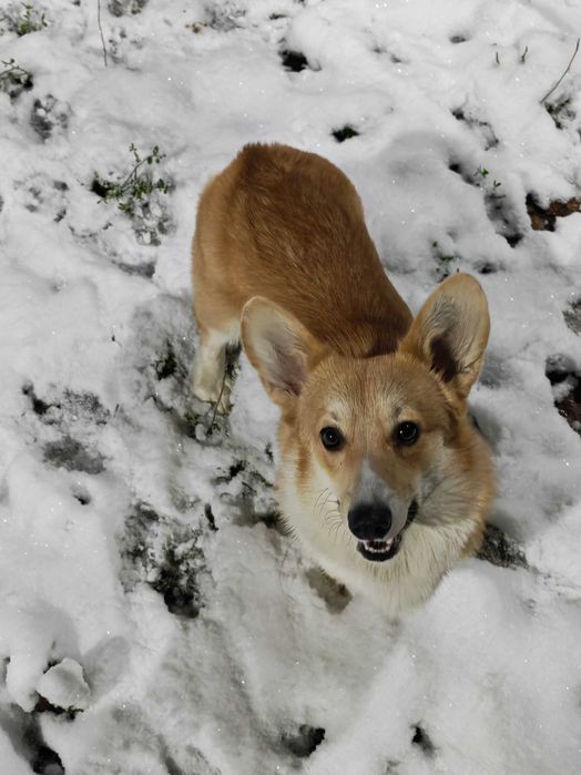 Продам Корги мальчик