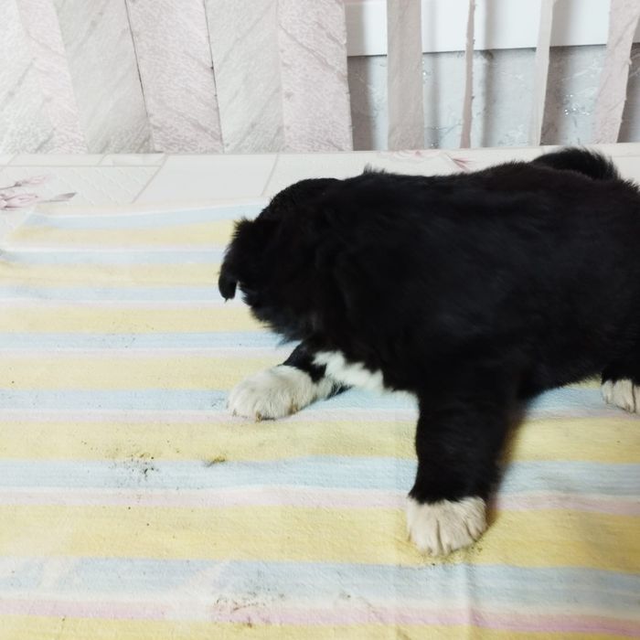 Отдам щенят в добрые руки