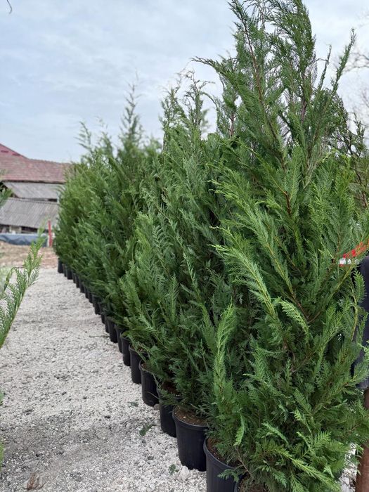 Laura englezesc leylandi chiparos