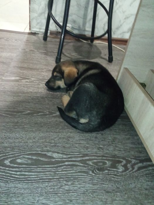 Отдам щенков в очень хорошие руки