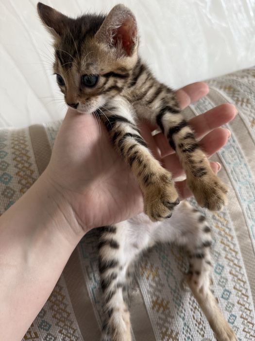 Котенок бенгальский