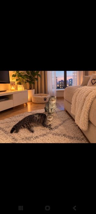 Отдам 2 Вислоухих кота и кошку.