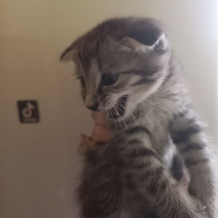Вислоухий котёнок 1 мес мальчик