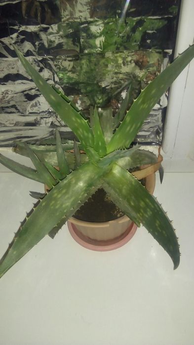 Цветы Столетник (Тысячалетник)