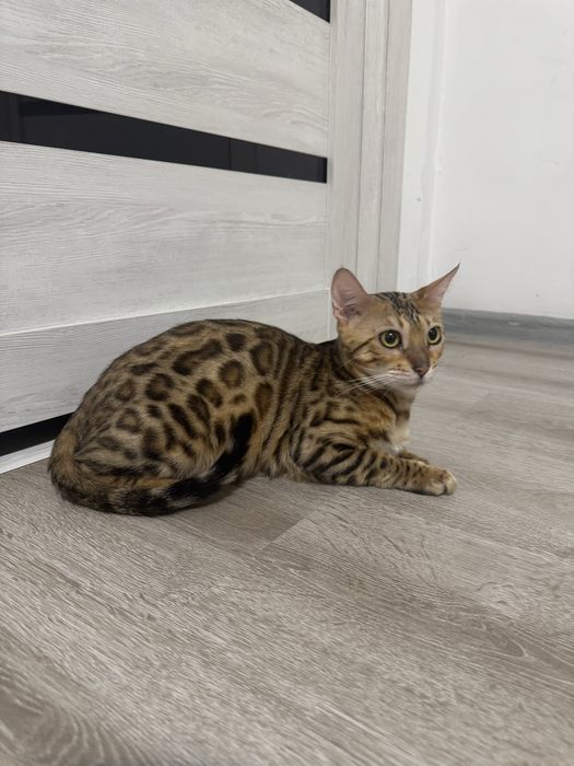 Bengal продается девочка