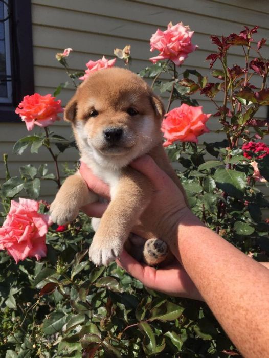 японская сиба-ину