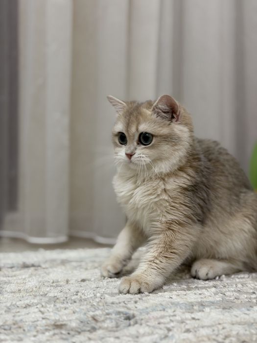 Британская шиншилла
