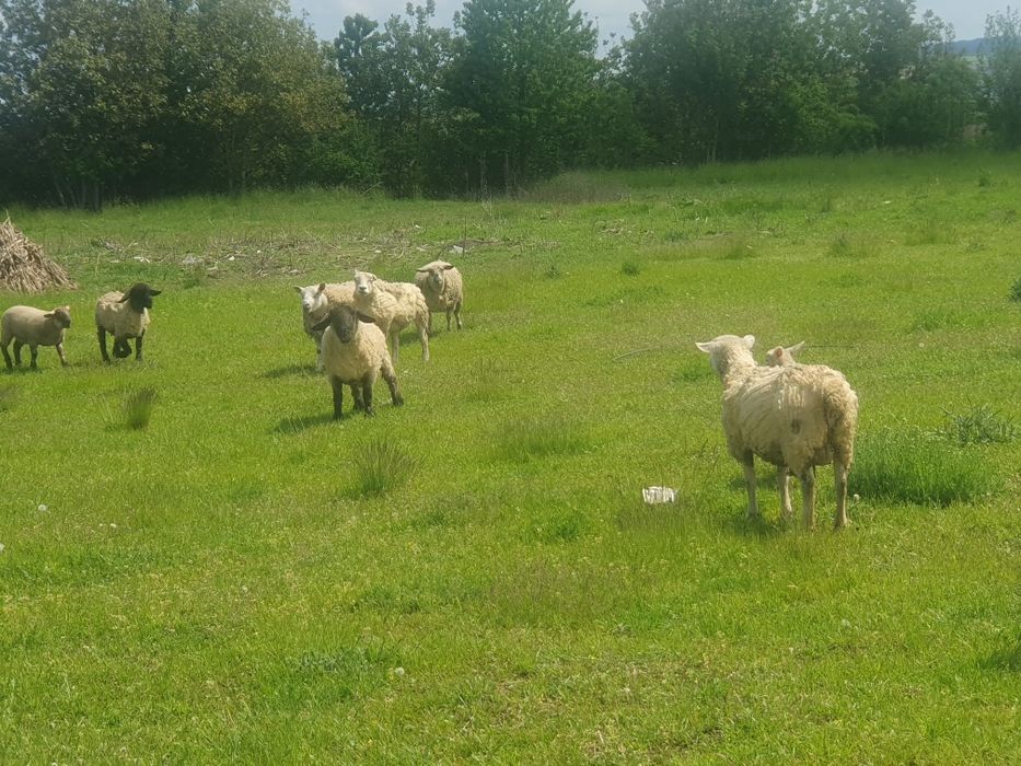 Sulfolk si  texel oi