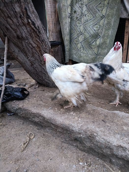 Брама хуроз сотилади