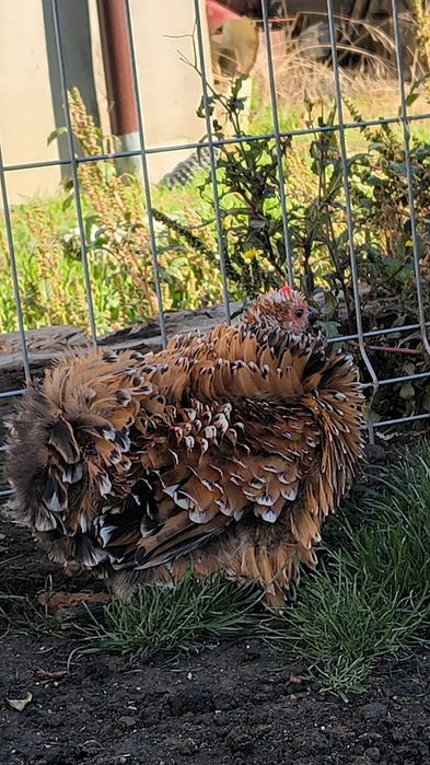 Vând găini cochinchina pitic frezat