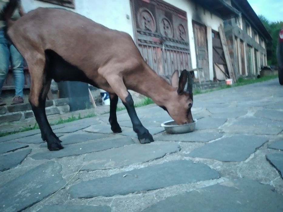 Capre Alpina Franceza și iezi