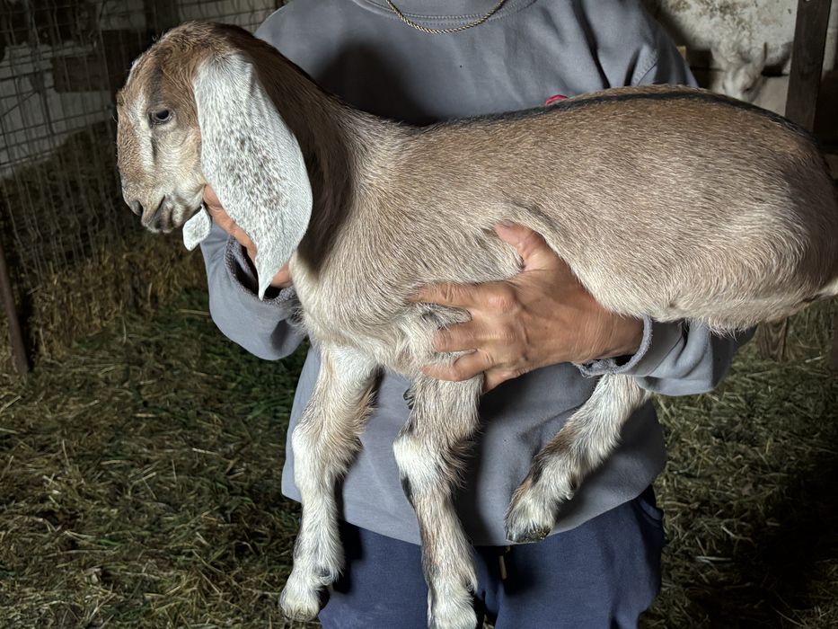 Iezi anglonubieni rasa pura