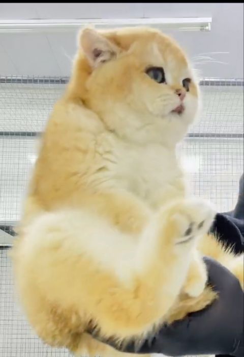 Продаётся британский золотая шиншилла ny12