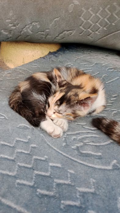 Отдам котёнка в добрые руки