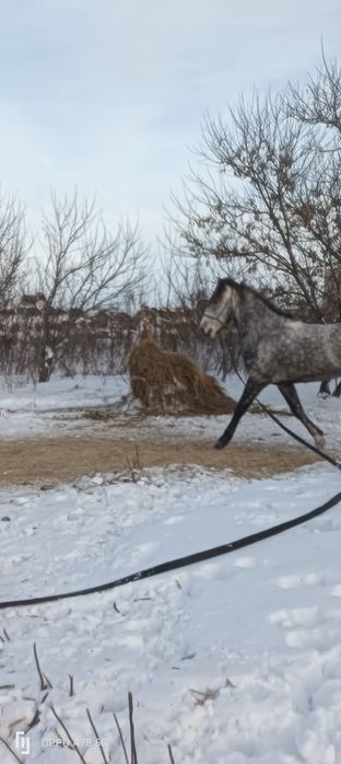 Жеребец для кокпара