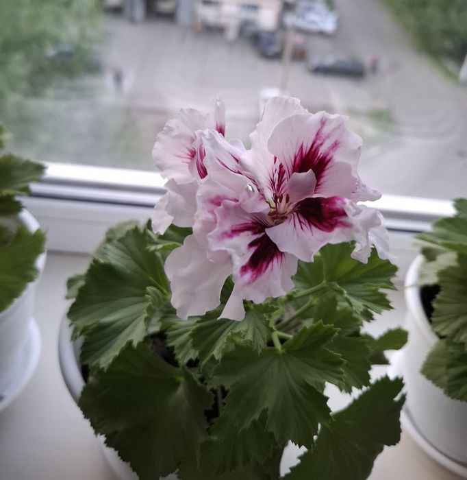 Продам комнатные цветы .