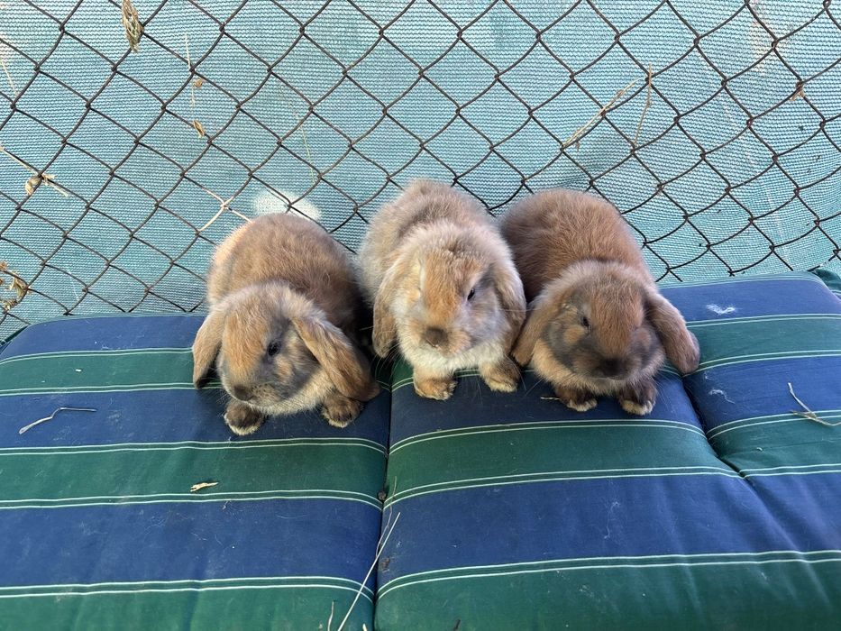 Iepuri Berbec German