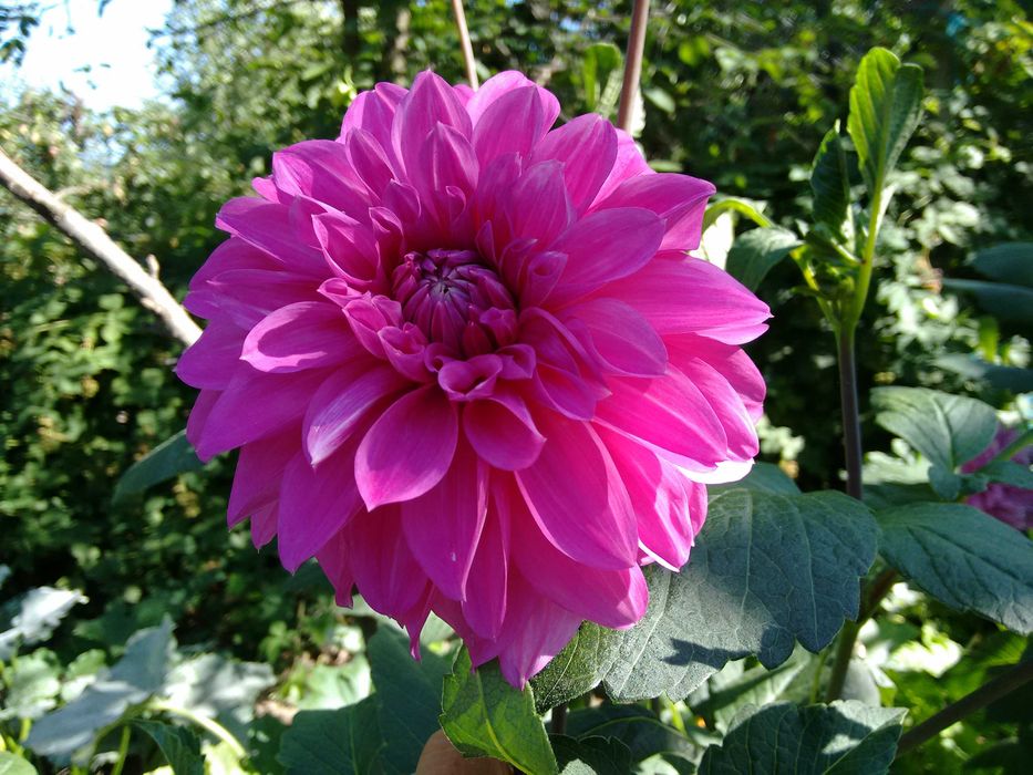 Продавам грудки от далии (гергини)