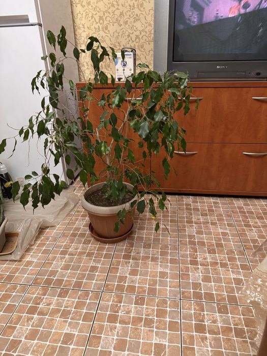 Фикус Бенджамена